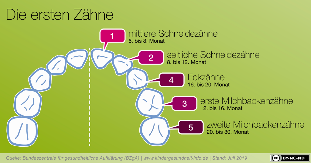 Gesunde Zähne im Kleinkindalter - Infografik Bundeszentrale für gesundheitliche Aufklärung