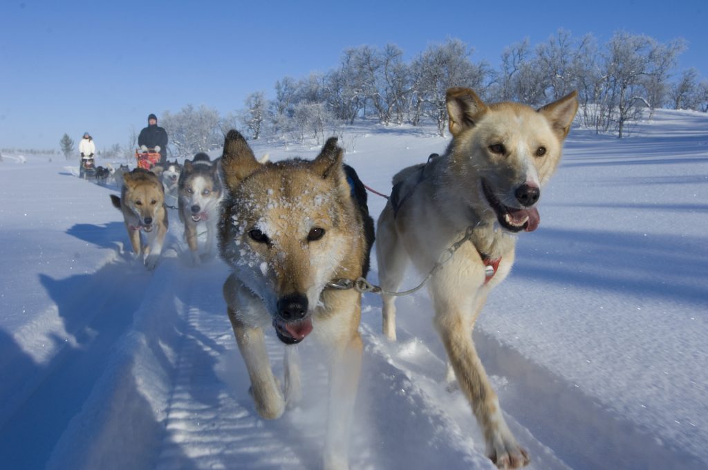 Winterurlaub in Norwegen - Hundeschlittentouren mit Husyks und Co.