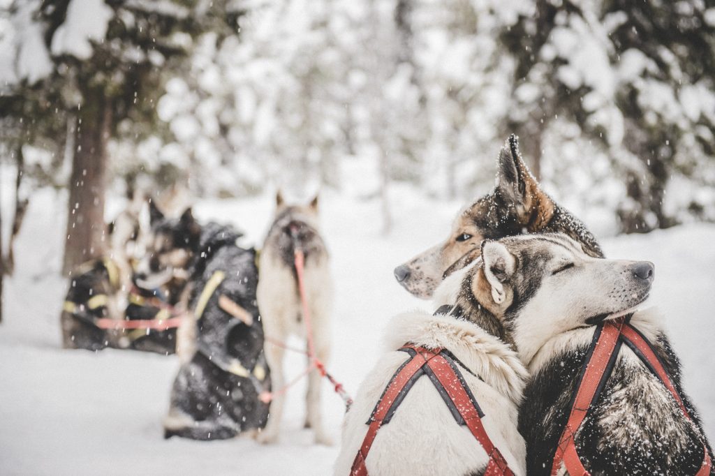 Skandinavien im Winter - Huskytour durch Schweden